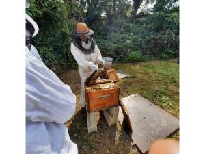 Apiculteur montrant un cadre rempli d'abeilles 