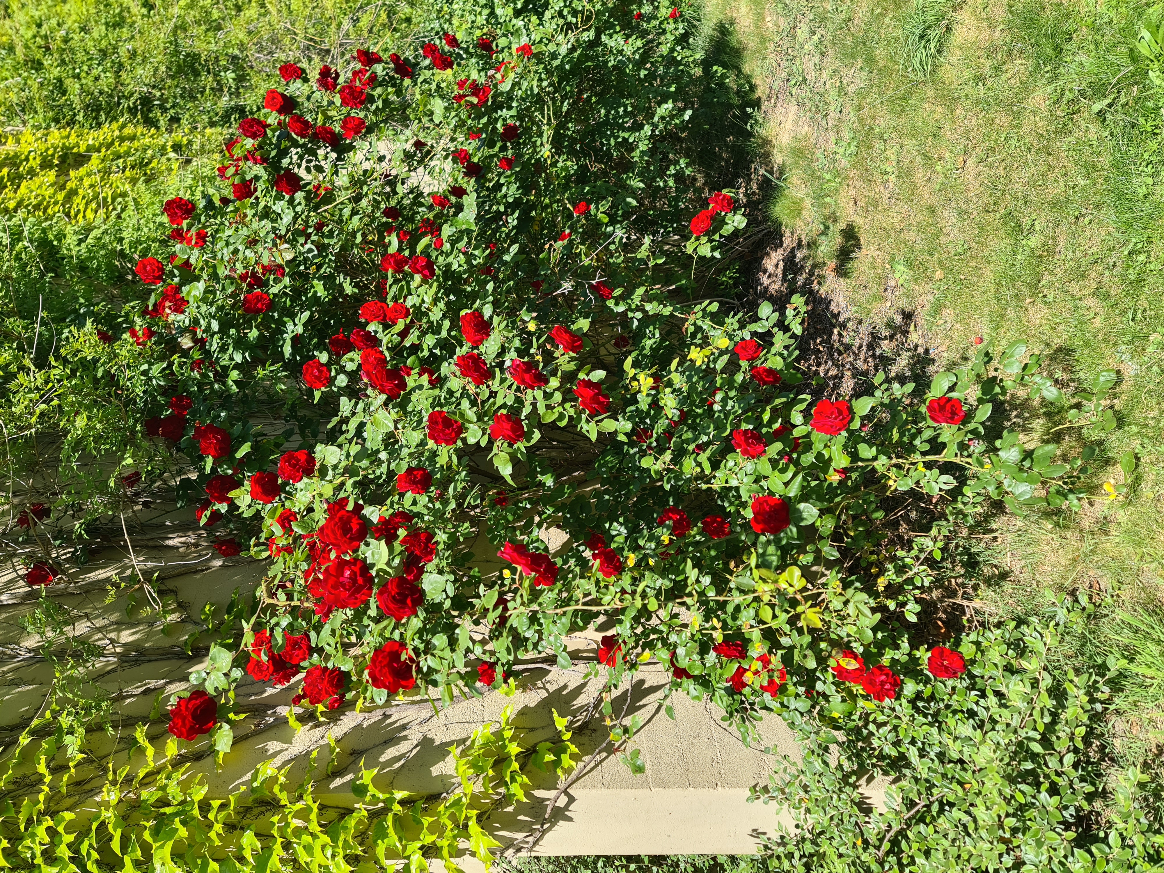 Roses du campus