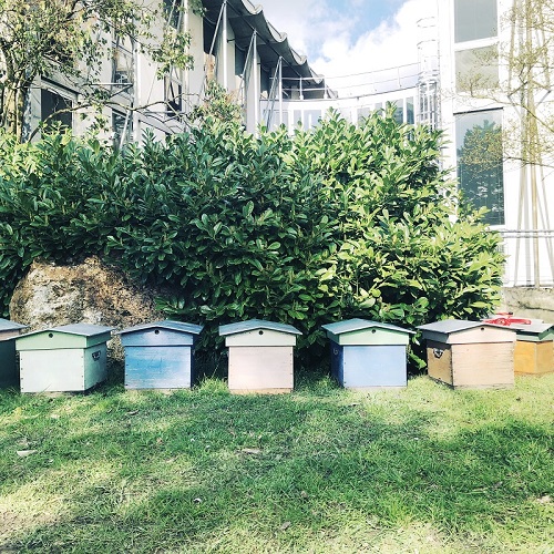 Arrivée des ruches sur le campus