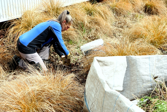 Deserbage manuel par Véronique, jardinière de l'atelier espaces extérieurs