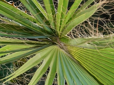 TRACHYCARPUS fortunei (Palmier de Chine ou palmier chanvre)