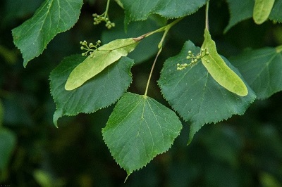 TILIA CORDATA - Tilleul à petites feuilles : lot de 10 pieds