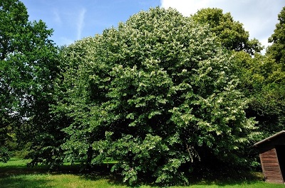 TILIA tomentosa / TILLEUL ARGENTE